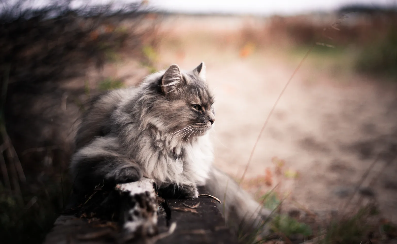 Fluffy grey cat is laying on a rock in a grassy hey field.